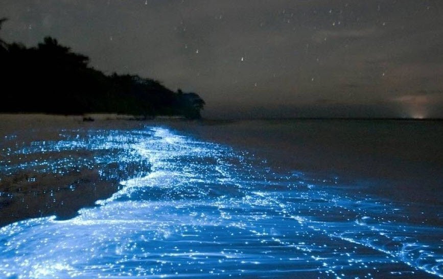 Puerto Mosquito, , Puerto Rico